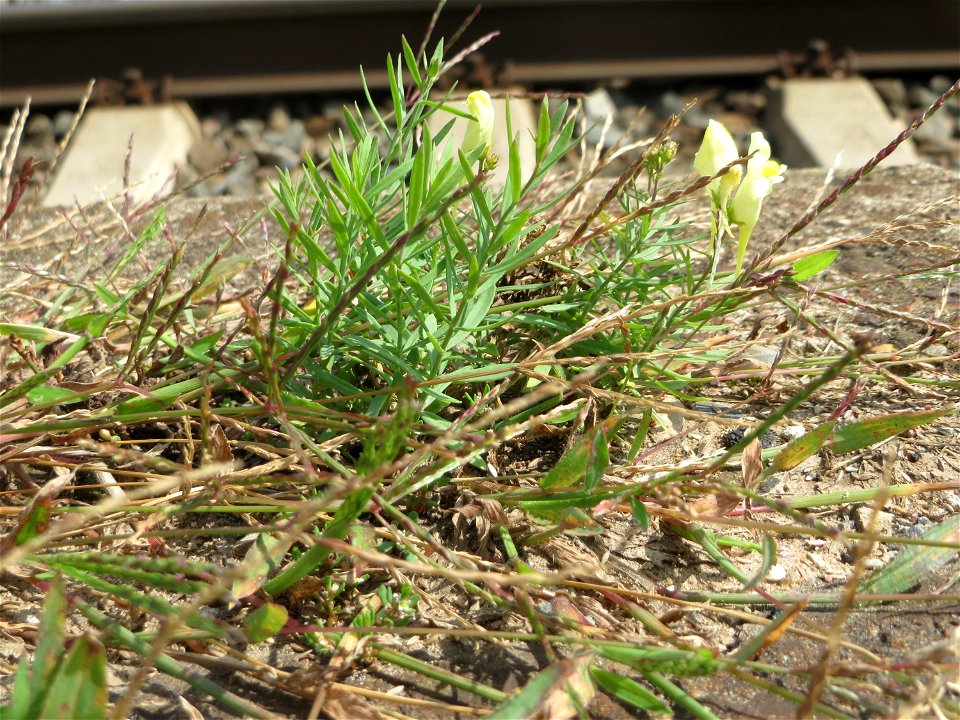 Echtes Leinkraut (Linaria vulgaris) am Bahnhof Schwetzingen