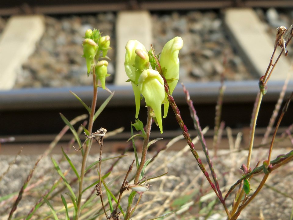 Echtes Leinkraut (Linaria vulgaris) am Bahnhof Schwetzingen