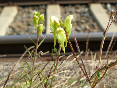 Echtes Leinkraut (Linaria vulgaris) am Bahnhof Schwetzingen