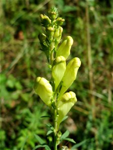 Echtes Leinkraut (Linaria vulgaris) in der Schwetzinger Hardt