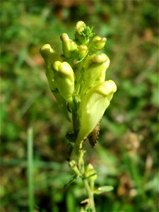 Echtes Leinkraut (Linaria vulgaris) in der Schwetzinger Hardt