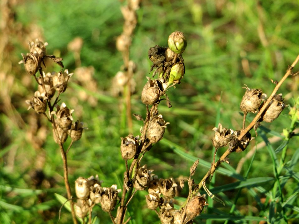 Echtes Leinkraut (Linaria vulgaris) an einem Extremstandort auf trockener Sandfläche in der Schwetzinger Hardt