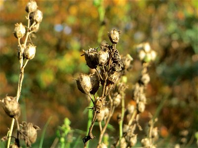 Fruchtstand vom Echten Leinkraut (Linaria vulgaris) an einem Extremstandort auf trockener Sandfläche in der Schwetzinger Hardt