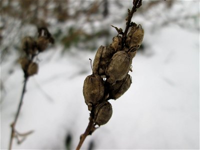 Mumienbotanik: Echtes Leinkraut (Linaria vulgaris) auf einer Brachfläche am Messplatz in Hockenheim bei Neuschnee am 18. Dezember 2017