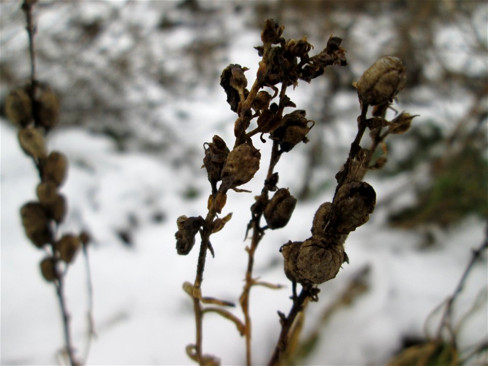 Mumienbotanik: Echtes Leinkraut (Linaria vulgaris) auf einer Brachfläche am Messplatz in Hockenheim bei Neuschnee am 18. Dezember 2017