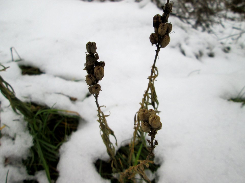 Mumienbotanik: Echtes Leinkraut (Linaria vulgaris) auf einer Brachfläche am Messplatz in Hockenheim bei Neuschnee am 18. Dezember 2017
