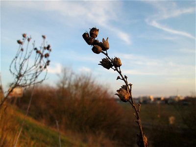 Mumienbotanik: Echtes Leinkraut (Linaria vulgaris) an der Böschung der A61 bei Hockenheim