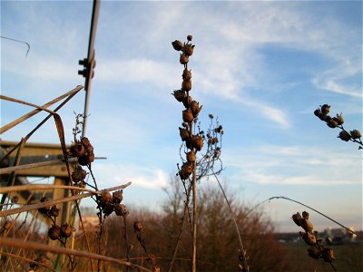 Mumienbotanik: Echtes Leinkraut (Linaria vulgaris) an der Böschung der A61 bei Hockenheim