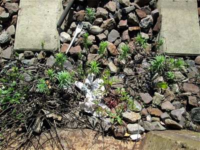 Echtes Leinkraut (Linaria vulgaris) im Gleisbett am Bahnhof Saarbrücken-Ost
