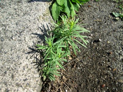 Ritzen-Botanik: Echtes Leinkraut (Linaria vulgaris) in Hockenheim
