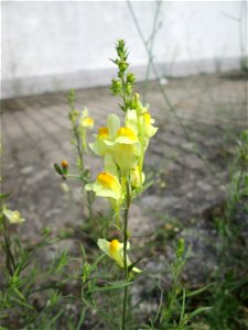 Ritzenbotanik: Echtes Leinkraut (Linaria vulgaris) am Rinnstein in Hockenheim
