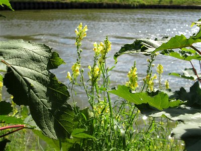 Echtes Leinkraut (Linaria vulgaris) an der Saar in Saarbrücken