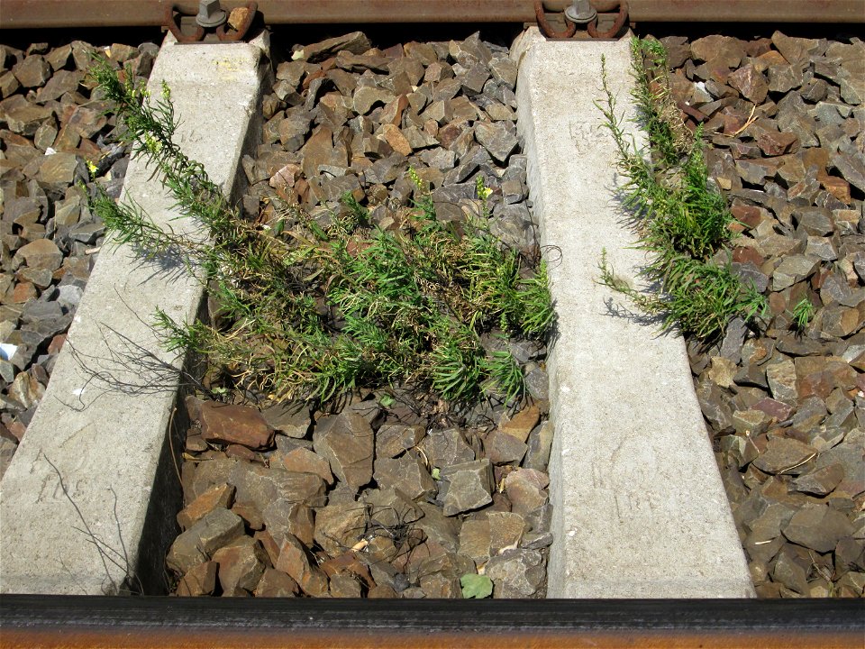 Echtes Leinkraut (Linaria vulgaris) im Gleisbett am Bahnhof Saarbrücken-Ost