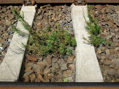 Echtes Leinkraut (Linaria vulgaris) im Gleisbett am Bahnhof Saarbrücken-Ost