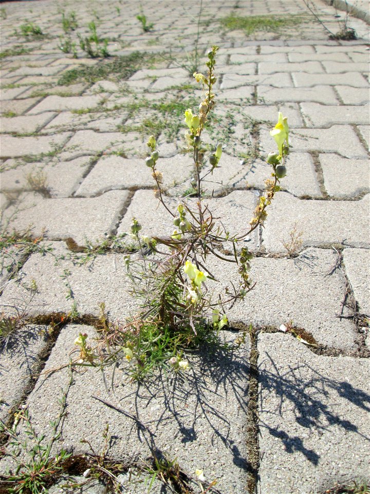 Echtes Leinkraut (Linaria vulgaris) auf einem Parkplatz in Hockenheim