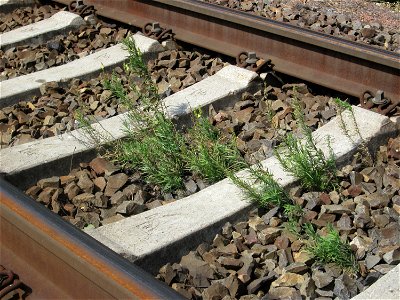 Echtes Leinkraut (Linaria vulgaris) im Gleisbett am Bahnhof Saarbrücken-Ost