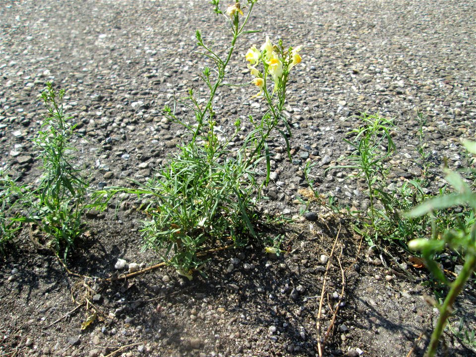 Echtes Leinkraut (Linaria vulgaris) im Rinnstein in Hockenheim
