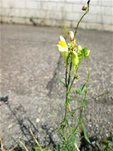 Echtes Leinkraut (Linaria vulgaris) im Rinnstein in Hockenheim