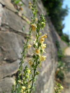 Echtes Leinkraut (Linaria vulgaris) an einer Stützmauer an der Saar in Saarbrücken