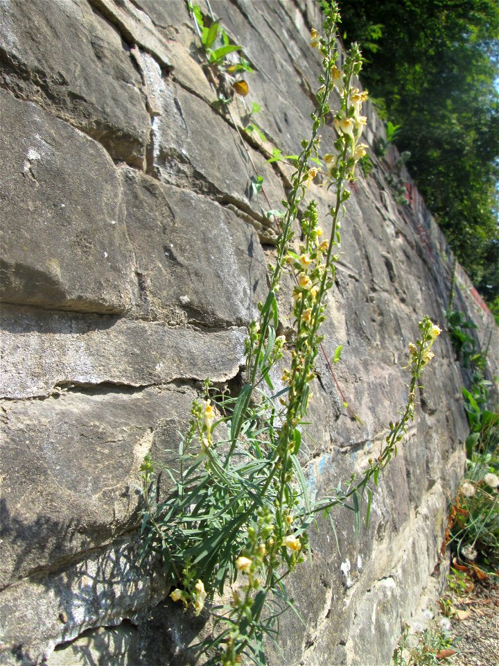 Echtes Leinkraut (Linaria vulgaris) an einer Stützmauer an der Saar in Saarbrücken