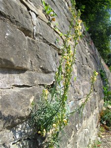 Echtes Leinkraut (Linaria vulgaris) an einer Stützmauer an der Saar in Saarbrücken