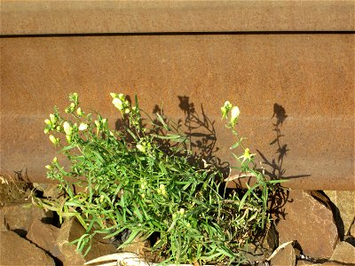 Echtes Leinkraut (Linaria vulgaris) im Gleisbett vom Bahnhof Saarbrücken-Ost
