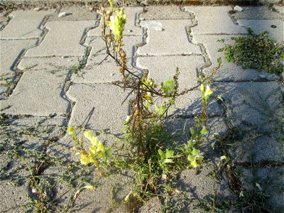 Echtes Leinkraut (Linaria vulgaris) auf einem Parkplatz in Hockenheim