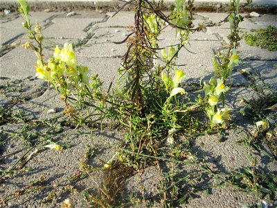 Echtes Leinkraut (Linaria vulgaris) auf einem Parkplatz in Hockenheim