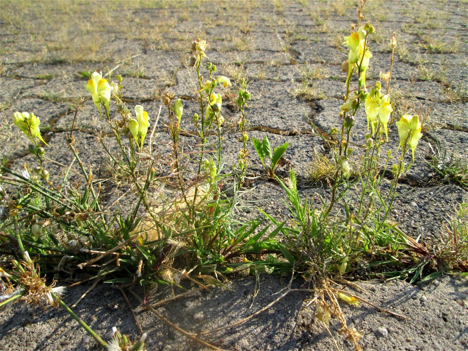 Echtes Leinkraut (Linaria vulgaris) auf einem Parkplatz in Hockenheim