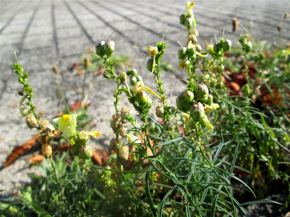 Echtes Leinkraut (Linaria vulgaris) auf Pflasterstein in Schwetzingen