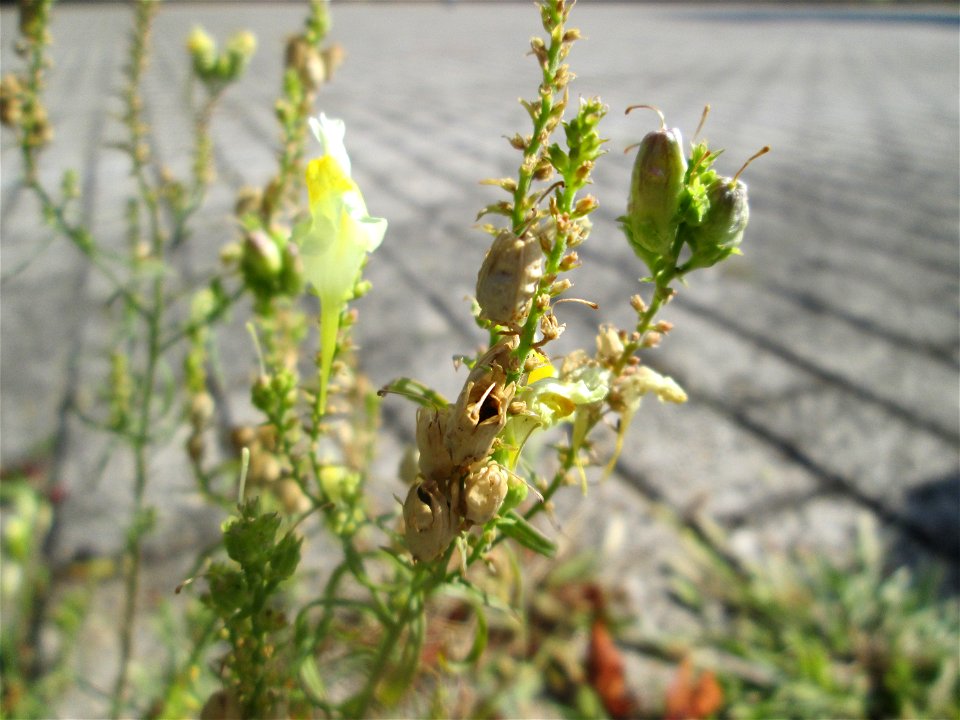 Echtes Leinkraut (Linaria vulgaris) auf Pflasterstein in Schwetzingen