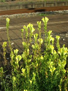 Echtes Leinkraut (Linaria vulgaris) am Bahnhof Schwetzingen