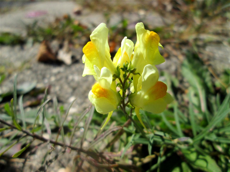 Echtes Leinkraut (Linaria vulgaris) am Bahnhof Brebach in Saarbrücken
