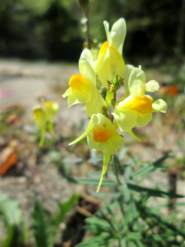 Echtes Leinkraut (Linaria vulgaris) am Bahnhof Brebach in Saarbrücken