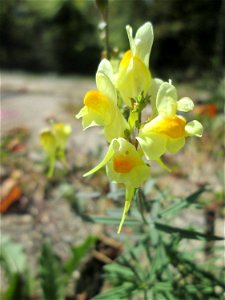Echtes Leinkraut (Linaria vulgaris) am Bahnhof Brebach in Saarbrücken