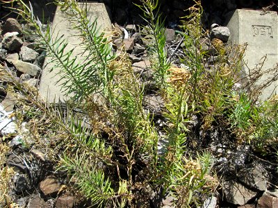Echtes Leinkraut (Linaria vulgaris) im Gleisbett am Bahnhof Saarbrücken-Ost