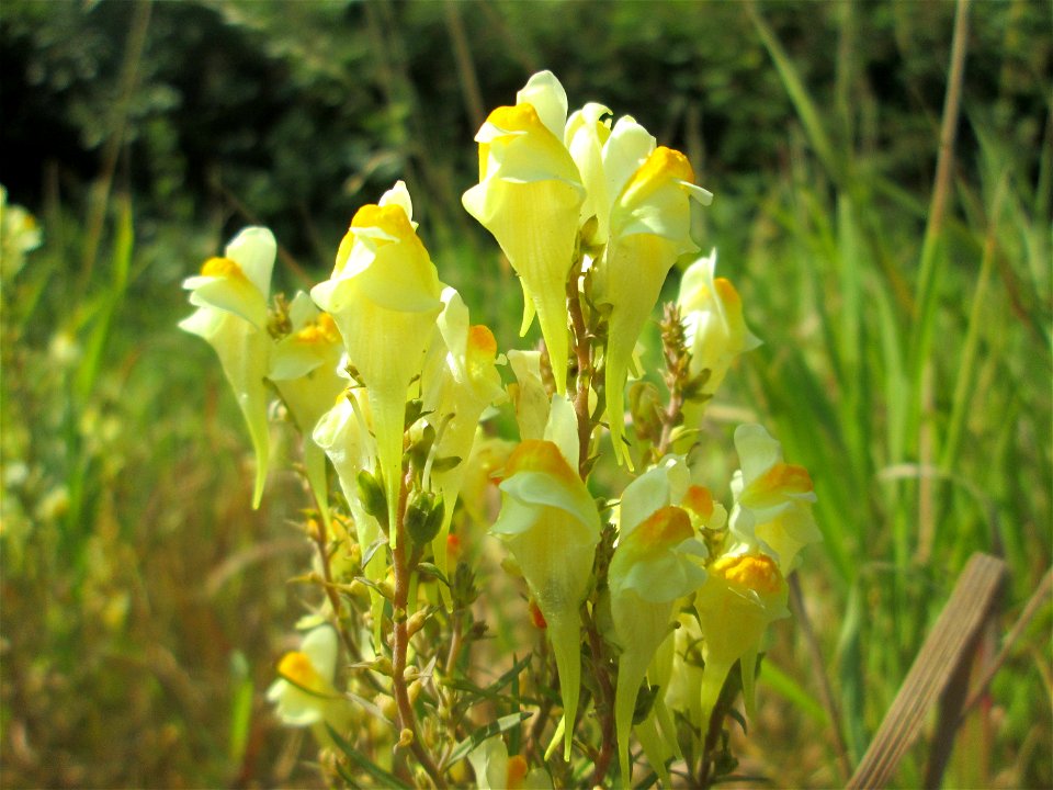 Echtes Leinkraut (Linaria vulgaris) an A6 in Güdingen