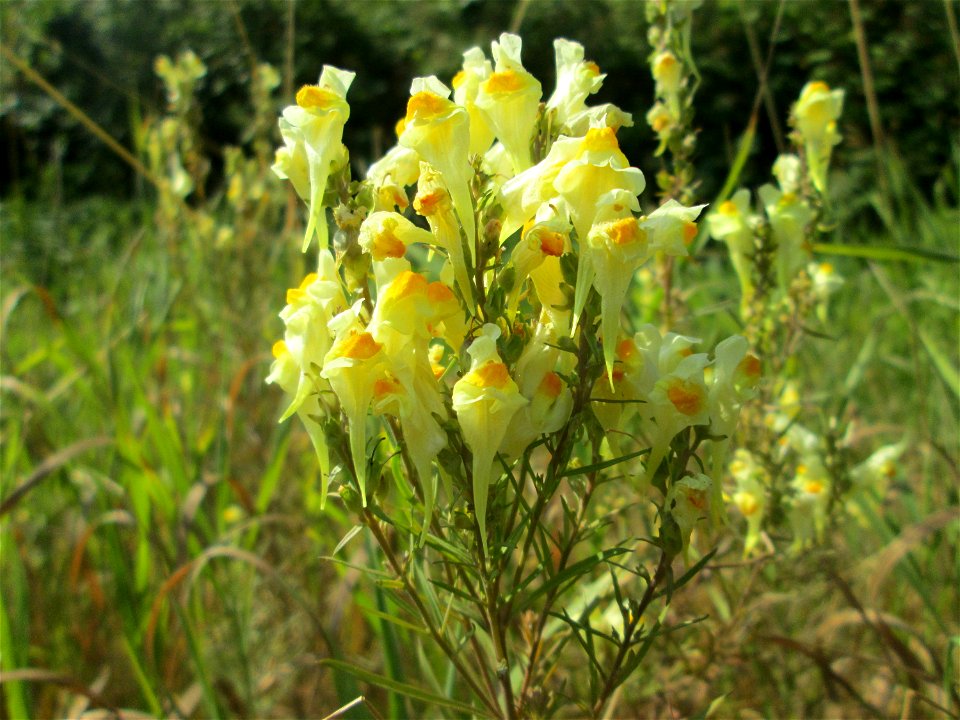 Echtes Leinkraut (Linaria vulgaris) an A6 in Güdingen