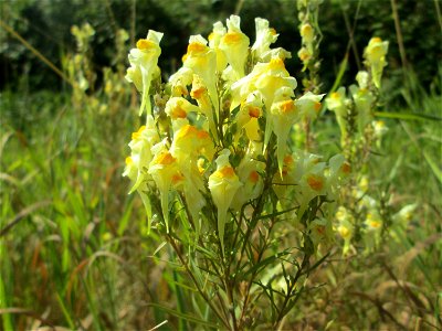 Echtes Leinkraut (Linaria vulgaris) an A6 in Güdingen