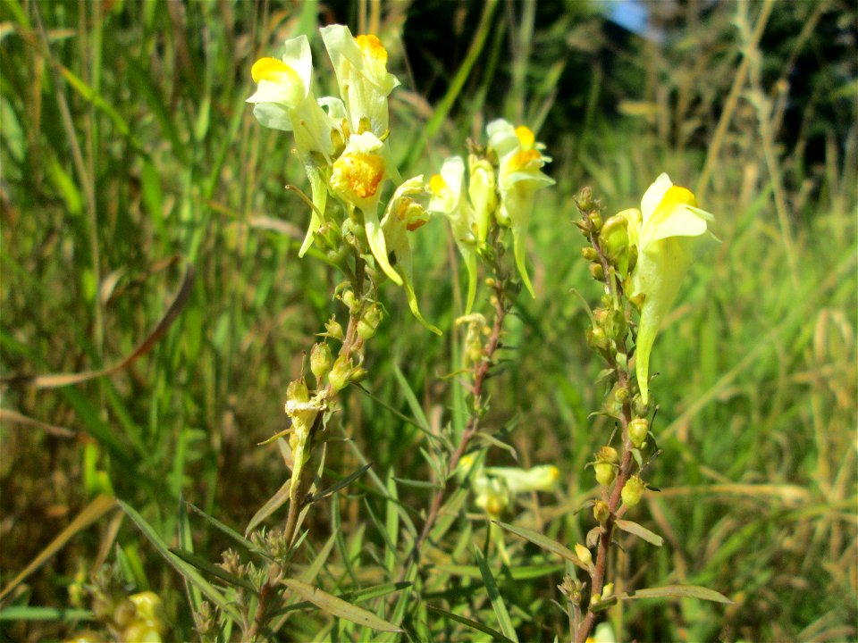 Echtes Leinkraut (Linaria vulgaris) an A6 in Güdingen