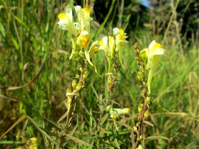 Echtes Leinkraut (Linaria vulgaris) an A6 in Güdingen
