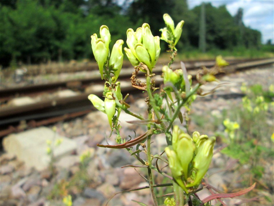 Echtes Leinkraut (Linaria vulgaris) am Bahndamm in Brebach-Fechingen