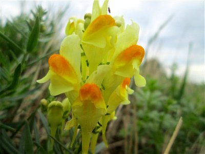 Gewöhnliches Leinkraut (Linaria vulgaris) bei Kennfus