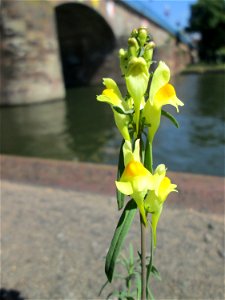 Echtes Leinkraut (Linaria vulgaris) an der Saar in Alt-Saarbrücken