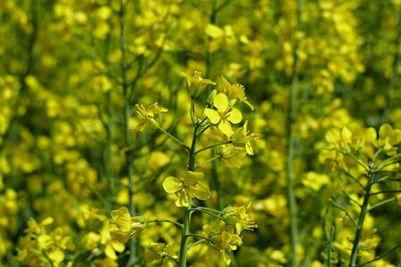 Cultivation commodity agriculture