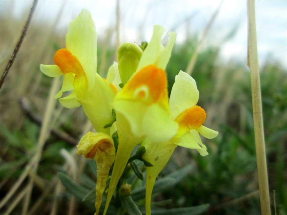 Gewöhnliches Leinkraut (Linaria vulgaris) bei Kennfus