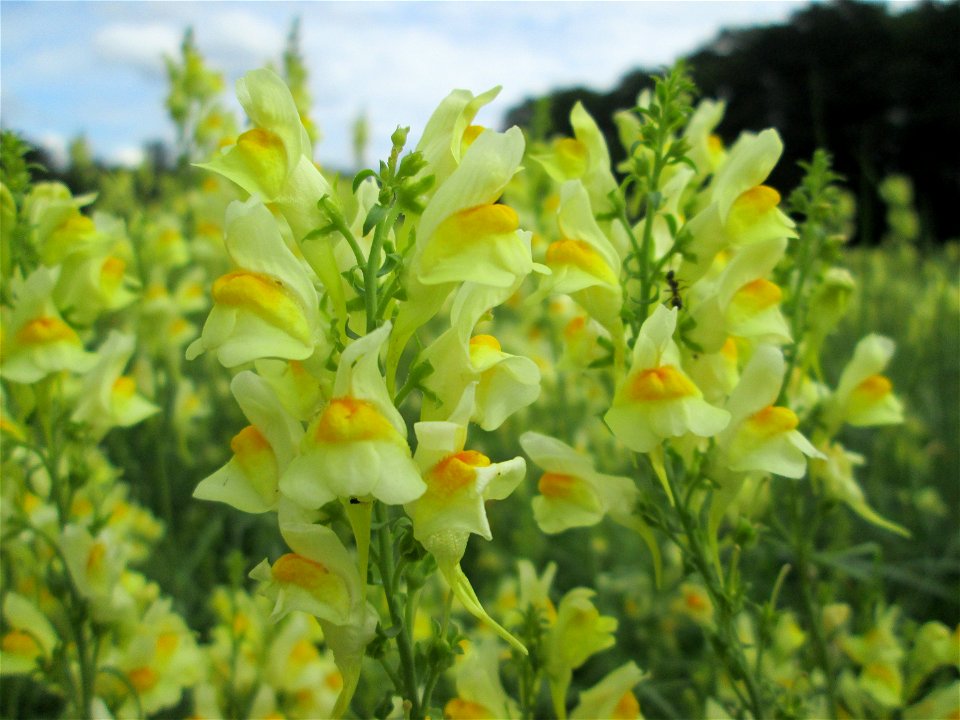 Echtes Leinkraut (Linaria vulgaris) am Hauptfriedhof Saarbrücken
