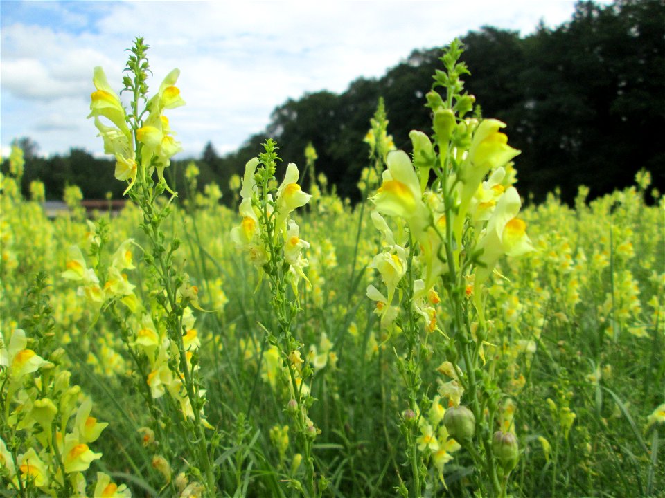 Echtes Leinkraut (Linaria vulgaris) am Hauptfriedhof Saarbrücken