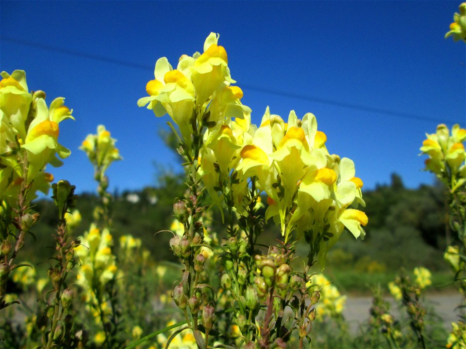 Echtes Leinkraut (Linaria vulgaris) im Almet in Sankt Arnual