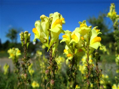 Echtes Leinkraut (Linaria vulgaris) im Almet in Sankt Arnual